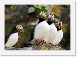 Atlantic Puffin lunni 4576pieni * 800 x 559 * (42KB)